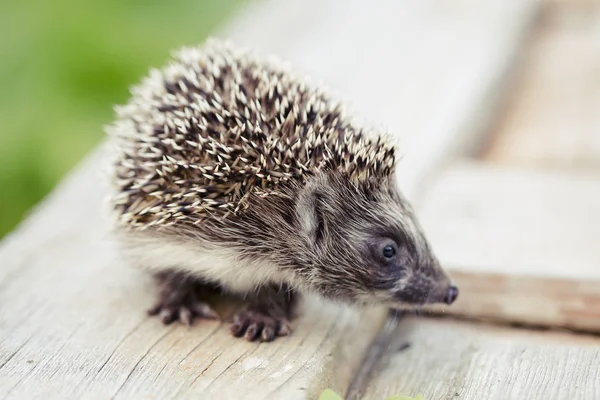 Closeup View Little Cute Hedgehog Wooden Table — Stock Photo, Image