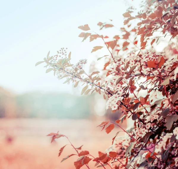 Vackra Blommande Blommor Suddig Bakgrund — Stockfoto