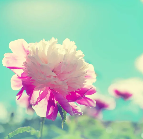 Vista Vicino Dei Fiori Peonia Giardino Comune — Foto Stock