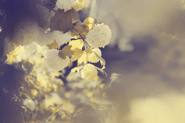 Fiore Bianco Ramo Albero Alla Luce Del Sole — Foto Stock