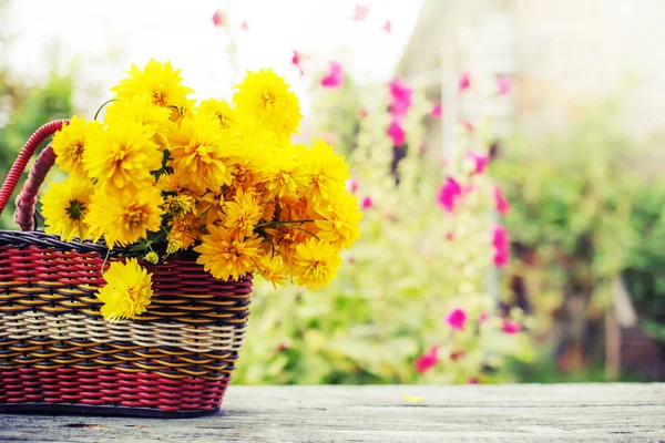 Bright Yellow Chrysanthemums Basket Outdoors — Stock Photo, Image