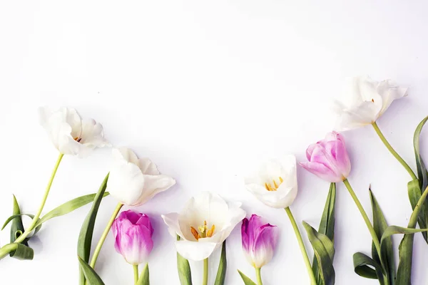 Vista Cerca Hermosos Tulipanes Tiernos Sobre Fondo Blanco Con Espacio — Foto de Stock