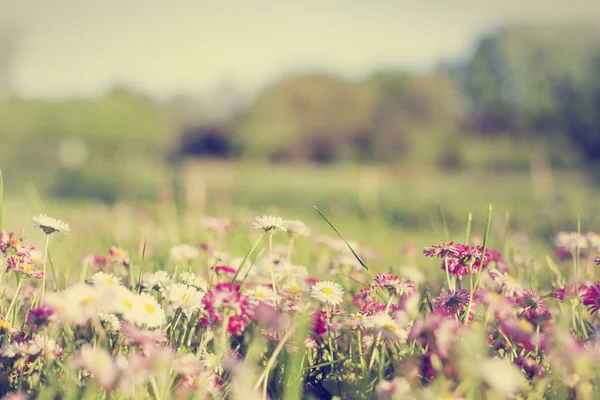 Wild Zomerbloemen Groeien Veld — Stockfoto