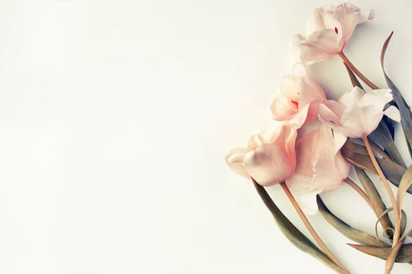 Close Mooie Tedere Tulpen Witte Achtergrond Met Kopie Ruimte — Stockfoto