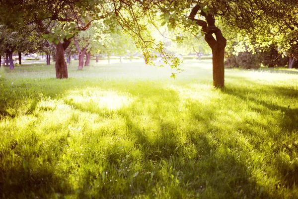 Hermosa Naturaleza Prado Herboso — Foto de Stock