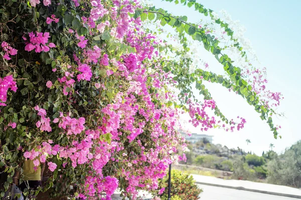 Cerezo Flor Con Hermosas Flores Rosadas —  Fotos de Stock