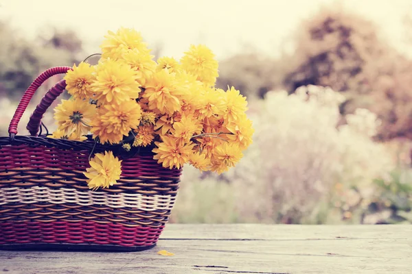 Bright Yellow Chrysanthemums Basket Outdoors — Stock Photo, Image
