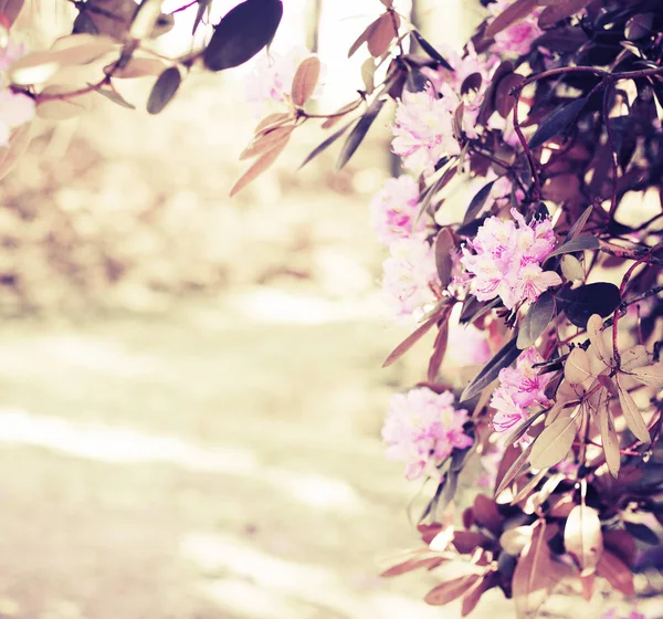 Vackra Blommande Blommor Suddig Bakgrund — Stockfoto