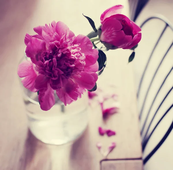Nahaufnahme Von Leuchtend Rosa Pfingstrosen Der Vase — Stockfoto