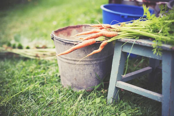 Raw Fresh Carrots Chair Garden — Stock Photo, Image