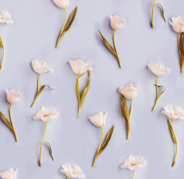 Крупный План Красивых Нежных Тюльпанов Фоне Пастели — стоковое фото