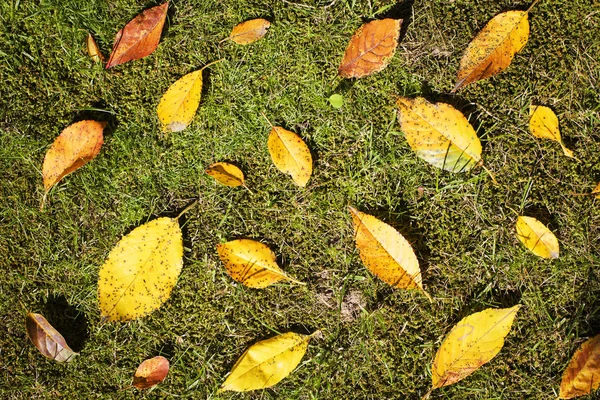 Feuilles Automnales Jaunes Sur Herbe Verte — Photo