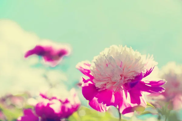 粉红色牡丹玫瑰在阳光下生长在花园里 — 图库照片
