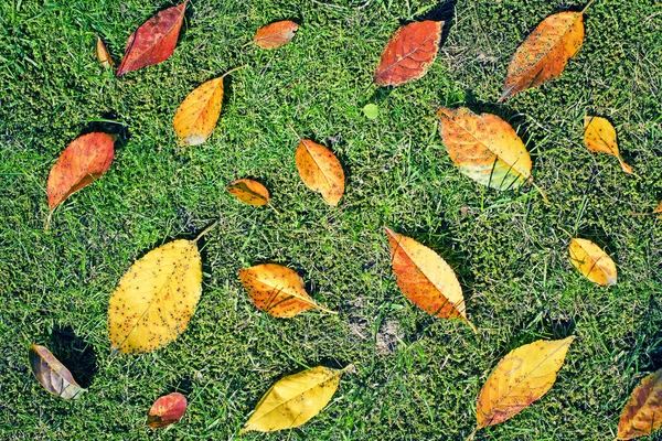 Feuilles Automnales Jaunes Sur Herbe Verte — Photo