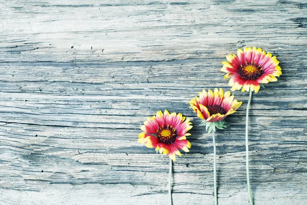 Vista Dall Alto Splendidi Girasoli Sfondo Legno — Foto Stock