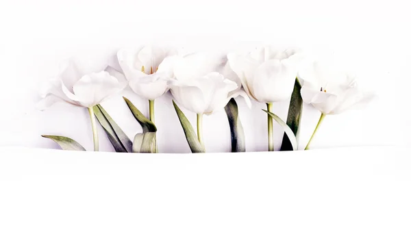 Closeup View Beautiful Tender Tulips White Background Copy Space — Stock Photo, Image