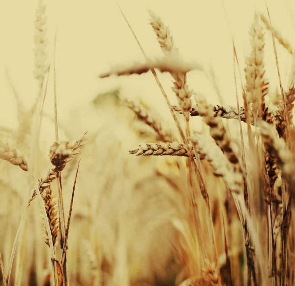 Týkající Golden Sklizeň Pšenice Uší — Stock fotografie