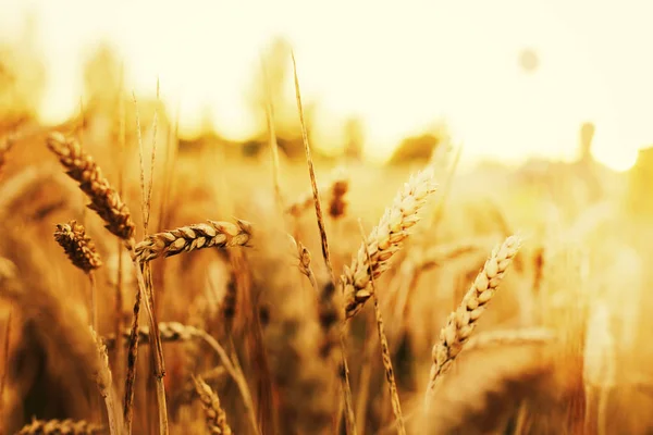 Týkající Golden Sklizeň Pšenice Uší — Stock fotografie