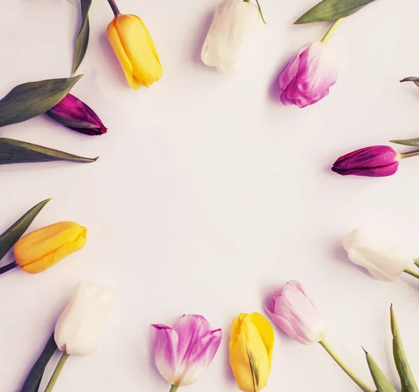 Draufsicht Auf Schöne Bunte Tulpen Auf Weißem Hintergrund — Stockfoto