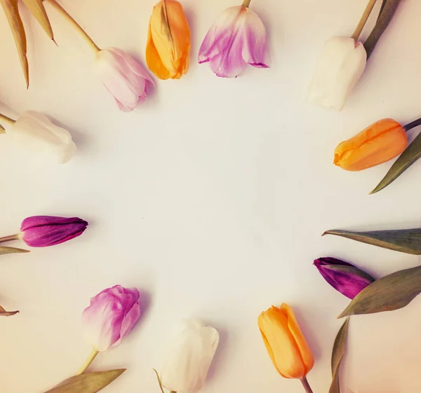 Pohled Shora Krásné Barevné Tulipány Bílé Pozadí — Stock fotografie