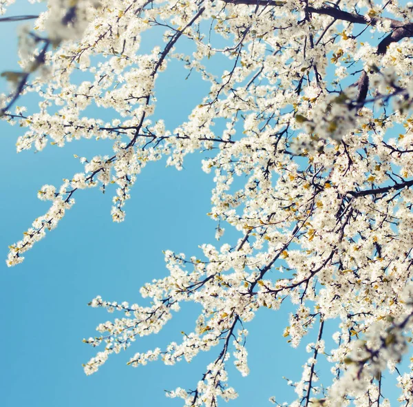 Blühende Zweige Mit Weichen Blumen Auf Verschwommenem Hintergrund — Stockfoto