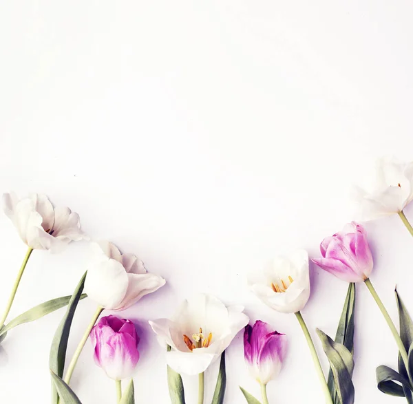 Крупним Планом Красиві Ніжні Тюльпани Білому Тлі Простором Копіювання — стокове фото