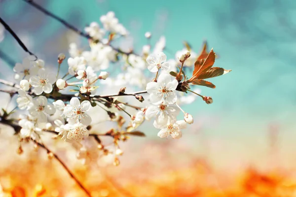 Ramas Florecientes Con Flores Suaves Sobre Fondo Borroso —  Fotos de Stock