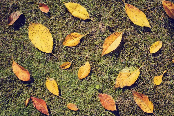 Feuilles Automnales Jaunes Sur Herbe Verte — Photo