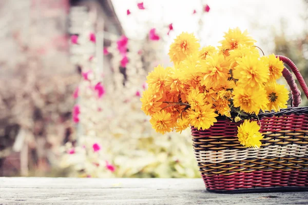 Leuchtend Gelbe Chrysanthemen Korb Freien — Stockfoto