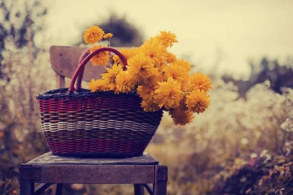 Κίτρινο Πεδίο Λουλούδια Ψάθινο Καλάθι Στέκεται Στην Καρέκλα Στο Λιβάδι — Φωτογραφία Αρχείου
