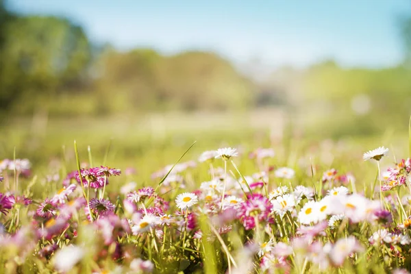 Wild Summer Flowers Growing Field — Stock Photo, Image