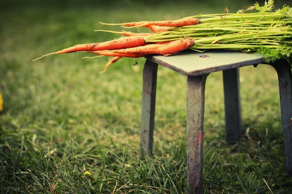 Raw Fresh Carrots Chair Garden — Stock Photo, Image