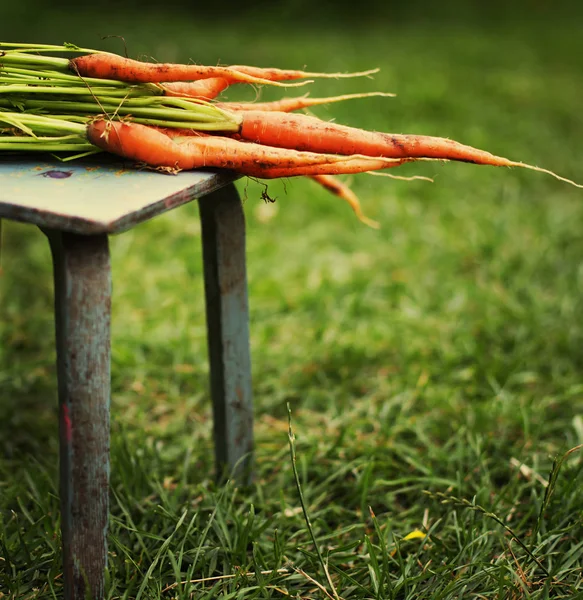 Raw Fresh Carrots Chair Garden — Stock Photo, Image