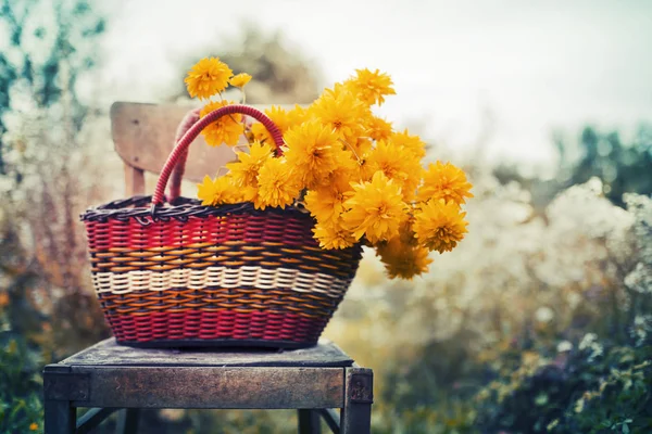 Gelbe Feldblumen Weidenkorb Stehen Auf Dem Stuhl Auf Der Wiese — Stockfoto