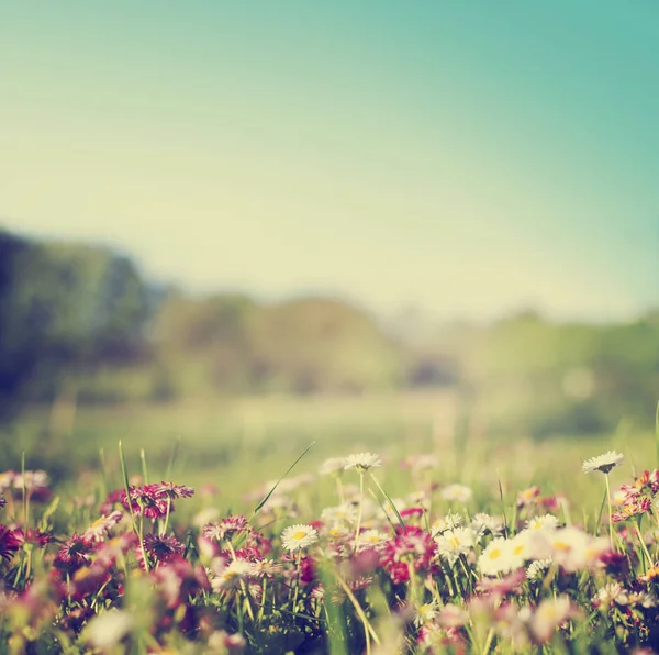 Beautiful Blooming Flowers Blurred Background — Stock Photo, Image