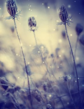 Donmuş Kar bitkilerle closeup görünümü