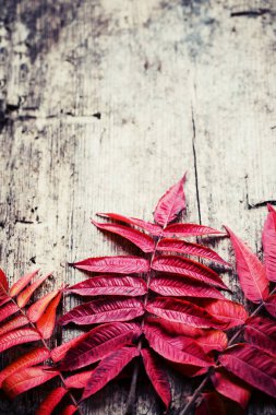 Şükran günü kavramı ahşap arka plan üzerinde