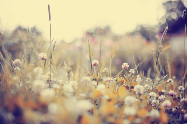 closeup görünümü güzel kır çiçekleri çayır  
