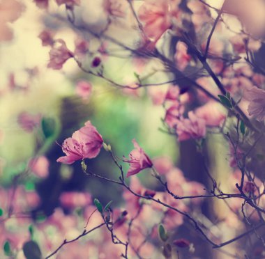 Arka plan bulanık şirin küçük çiçekler