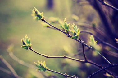 taze ağaç dalları arka plan bulanık karşı closeup görünümü