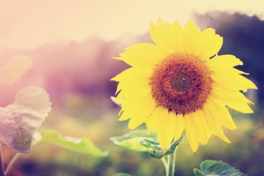 Yeşillik ve otlar ile inanılmaz çiçek açan çiçekler