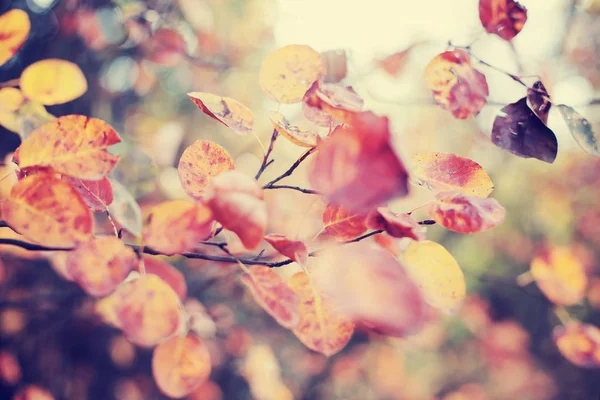 Laub im Herbstpark — Stockfoto