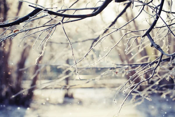 Donmuş Dalları Ile Kar Closeup Görünümü — Stok fotoğraf