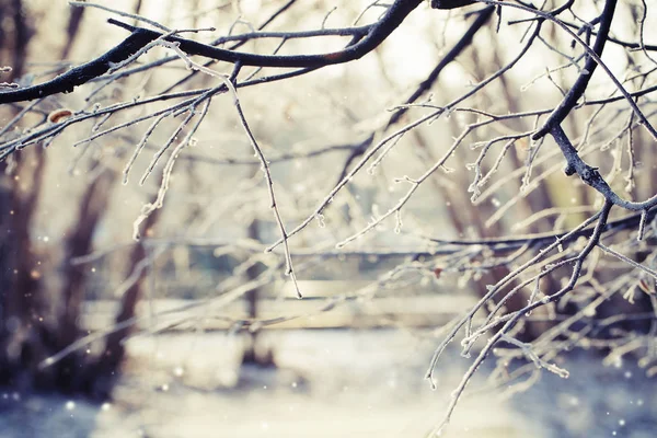 Vista Close Ramos Congelados Com Neve — Fotografia de Stock