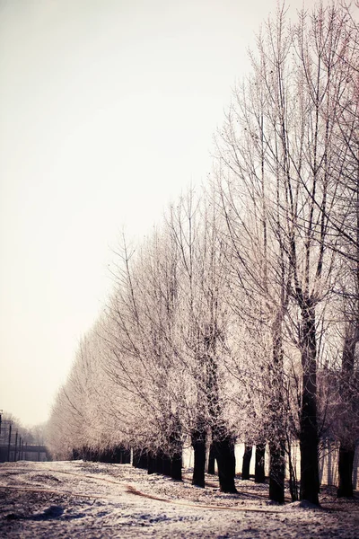 Vista Panoramica Alberi Spogli Nella Foresta Invernale — Foto Stock