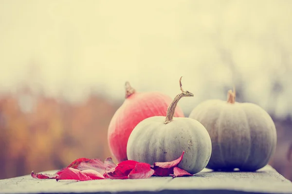 Hösten pumpor på rustika träbord — Stockfoto