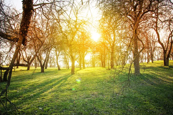 Vista Panorámica Del Hermoso Parque Dorado Otoño — Foto de Stock