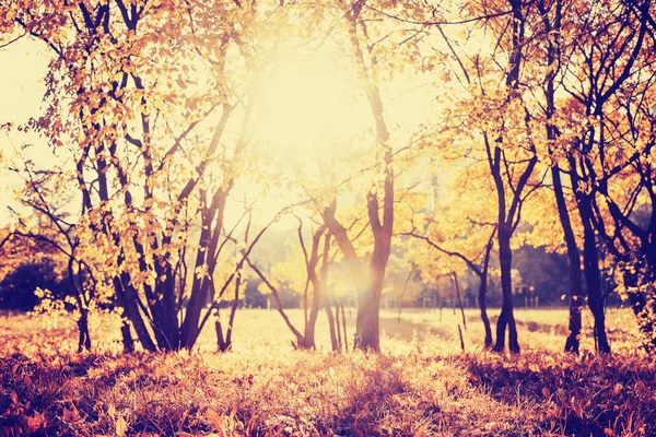 Vue Panoramique Sur Belle Forêt Dorée Automne — Photo