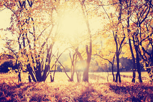 Scenic view of beautiful autumn golden forest