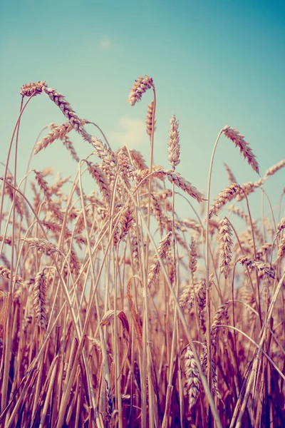 Golden Harvest Búza Fülek Területén — Stock Fotó